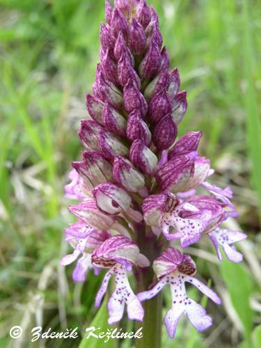 Orchis x hybrida